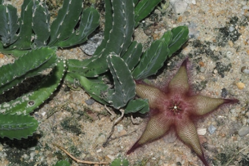 Stapelia gettliffei