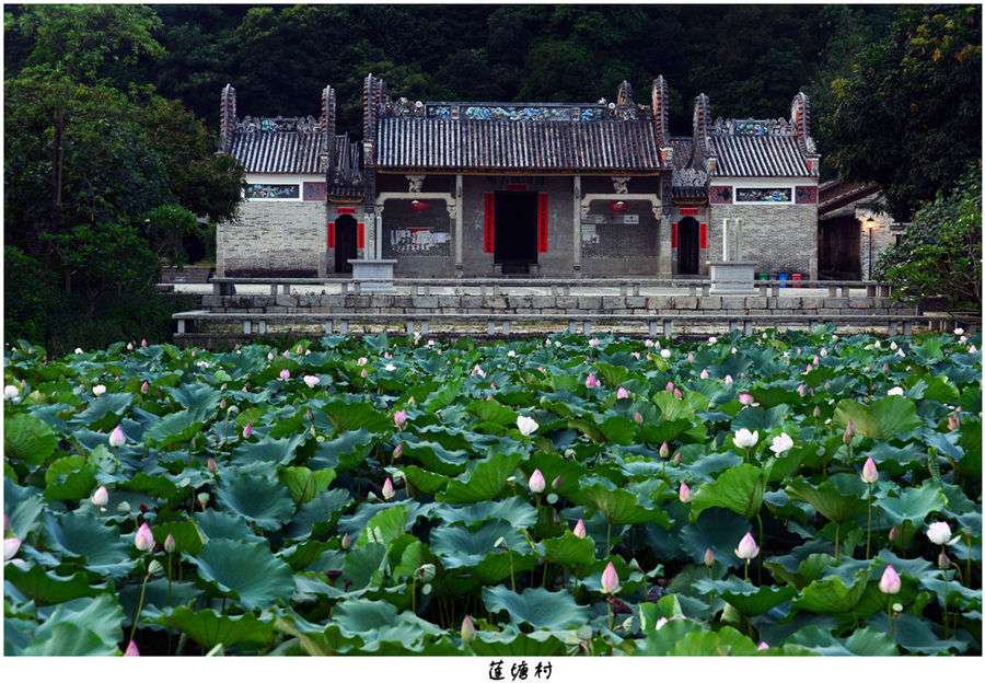 蓮塘村(遠近聞名的冬瓜村)