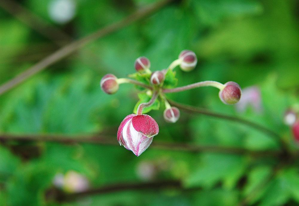 打破碗碗花