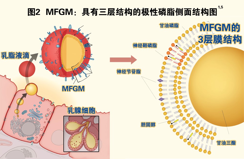 MFGM乳磷脂