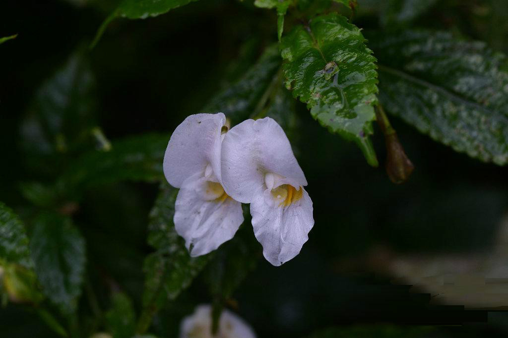 華麗鳳仙花