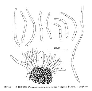 一葉楸假尾孢