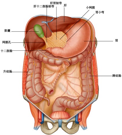 肝十二指腸韌帶