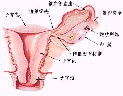 卵巢