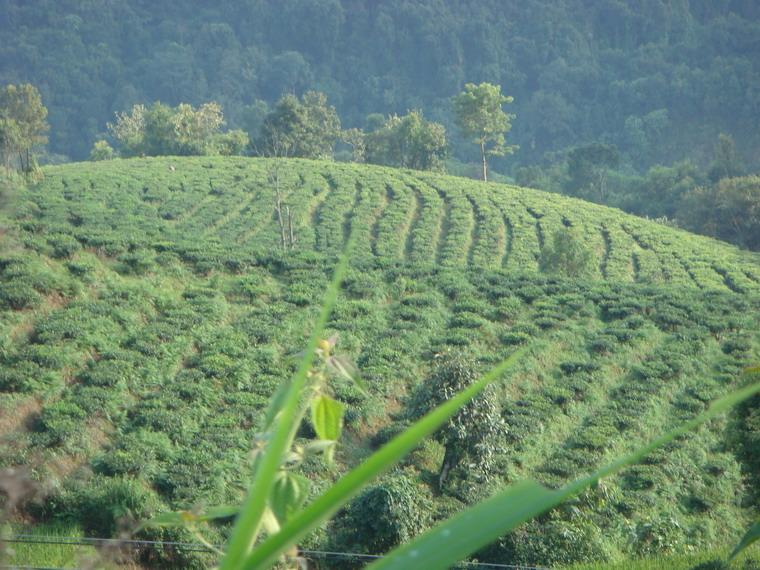 茶葉種植