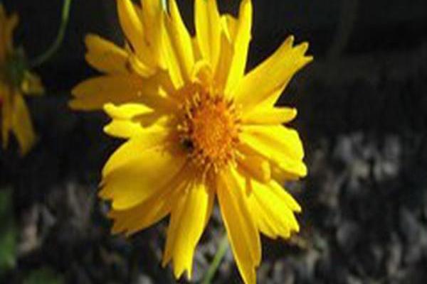 Coreopsis grandiflora SUN UP