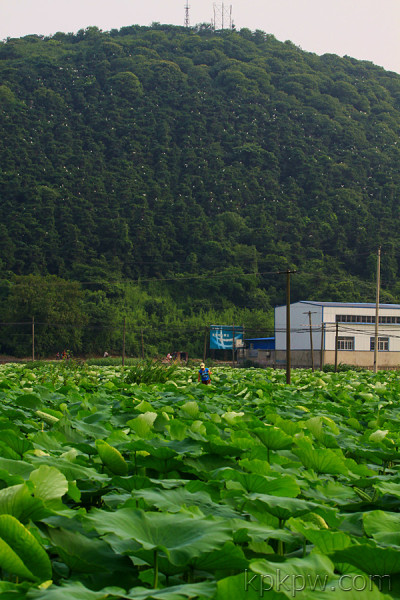 產賢村