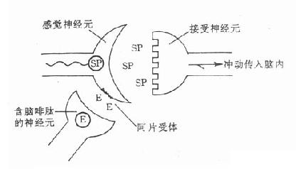 含內啡肽的神經元