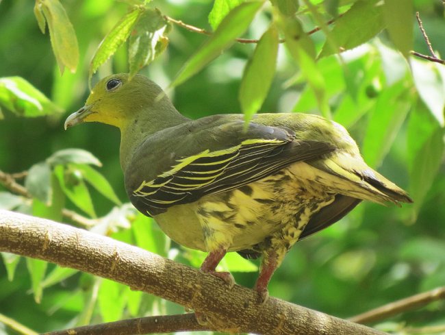 灰頭綠鳩指名亞種