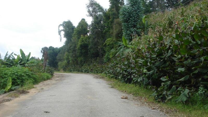 小忙兔村進村道路