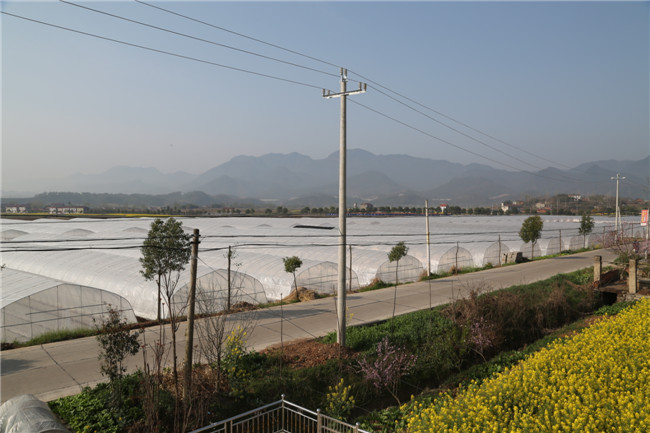 鳳凰村(湖北省雲夢縣吳鋪鎮下轄)