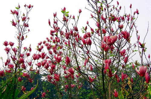 木蘭園