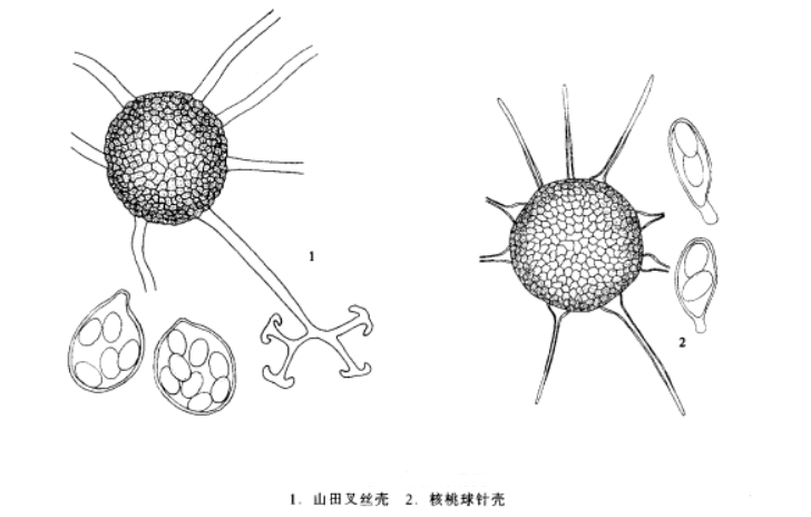 核桃白粉病