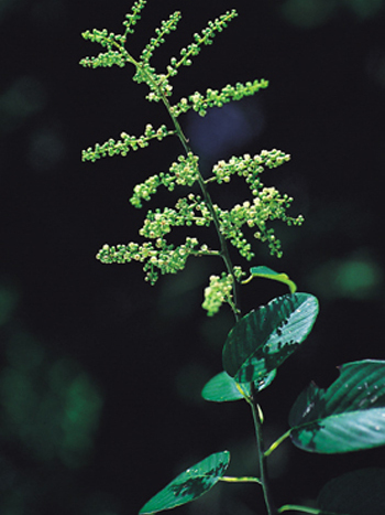 黃鱔藤根(鼠李科勾兒茶屬植物)