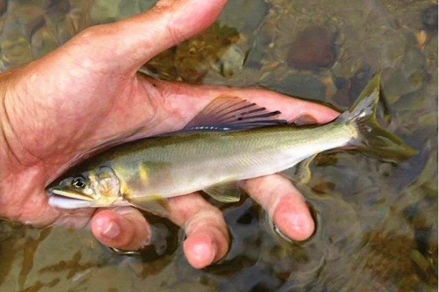 赤梢魚屬