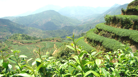 高岩名茶