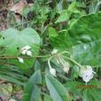 太平莓(植物)