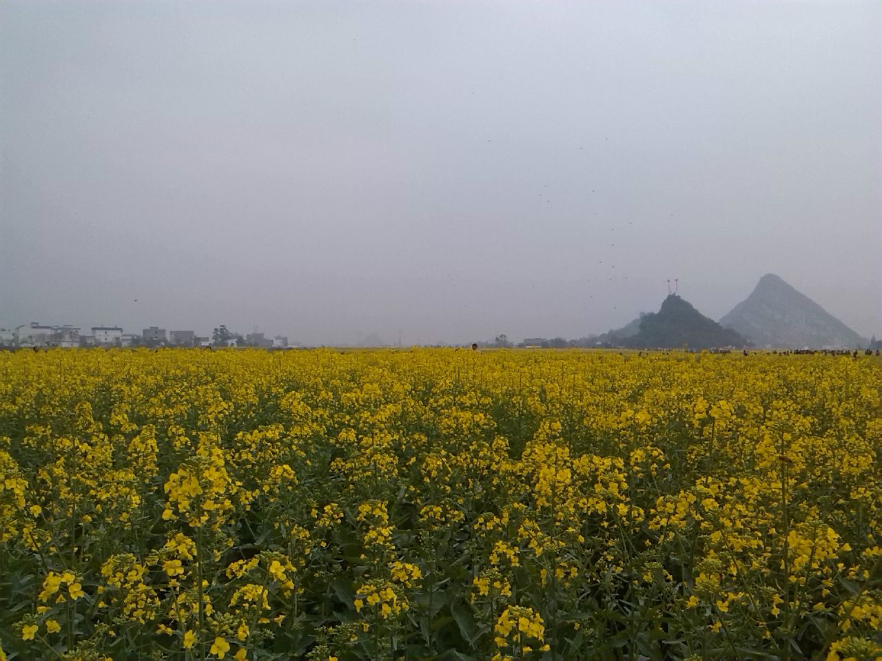 貴港油菜花園景區