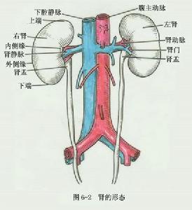 泌尿系統