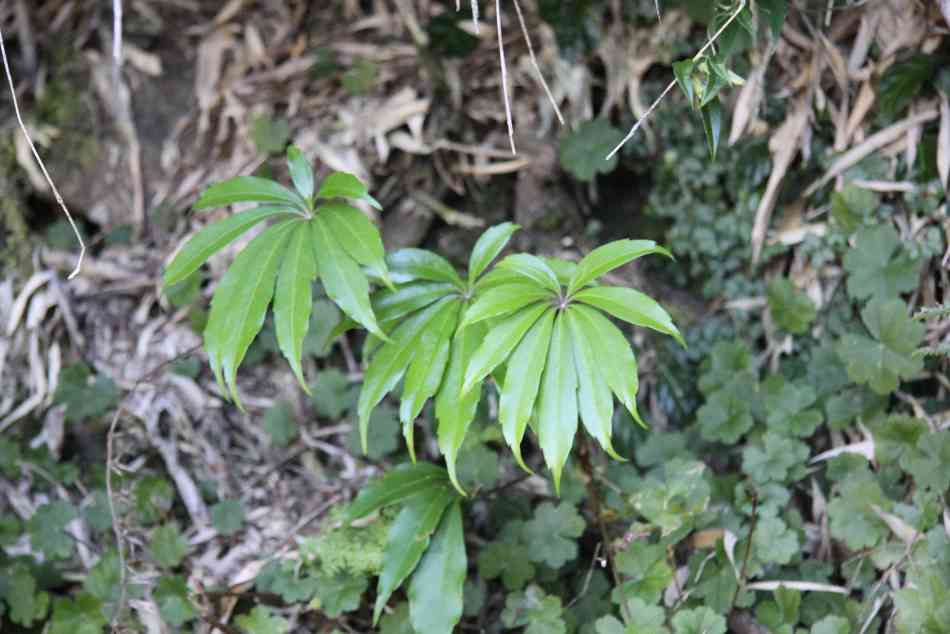 台灣鵝掌柴