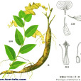 球穗花千斤拔(球穗千斤拔)