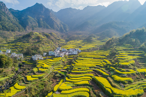 陽堌鎮鄉村風景