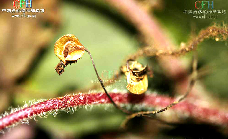 雙花秋海棠