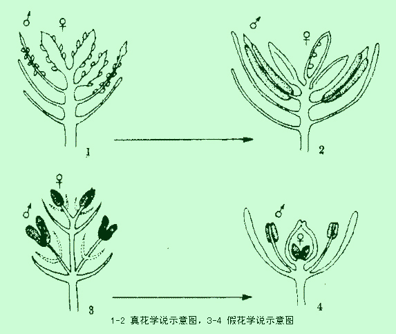 假花學說