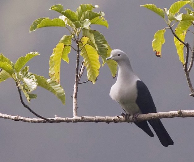 綠皇鳩尼科巴島亞種