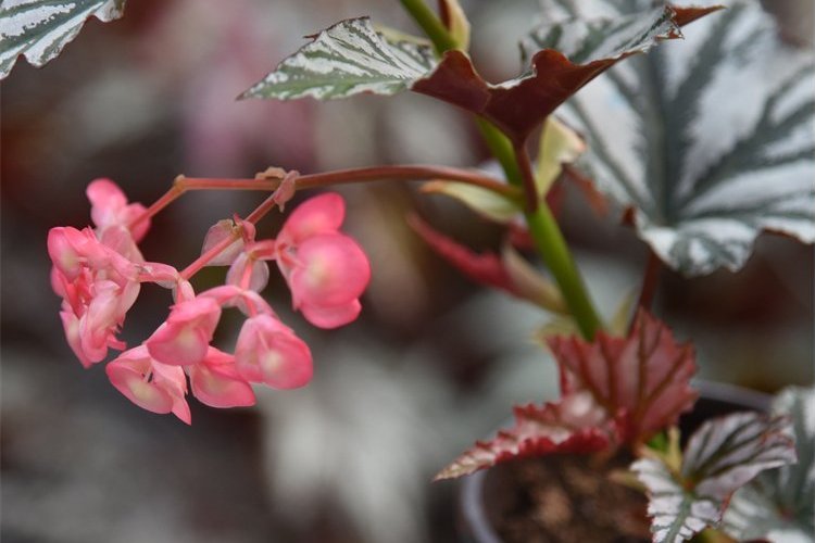 伯基爾秋海棠無性系1號