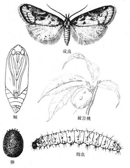 鱗翅目果蛀蛾科