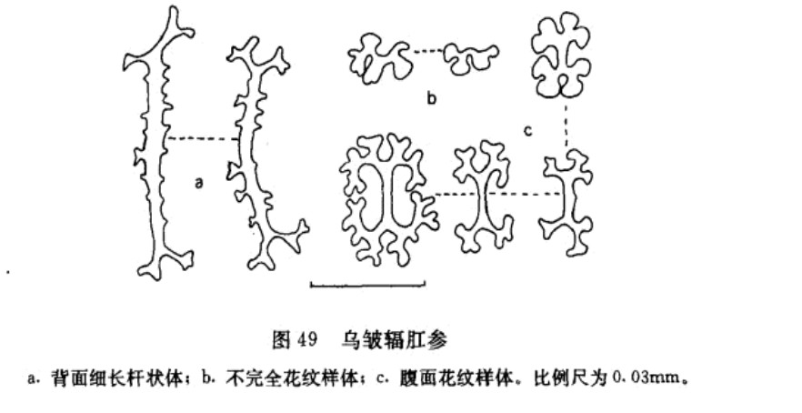 烏皺輻肛參顯微鑑別