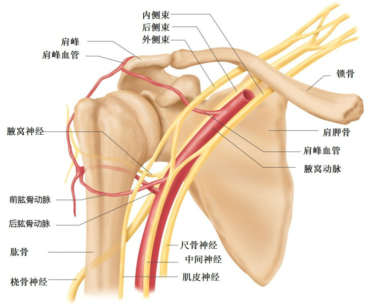 肩關節運動學