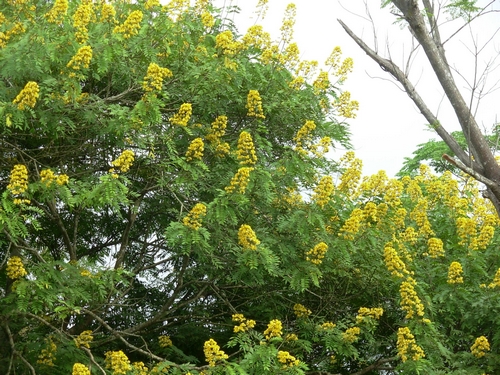 美麗山梅花