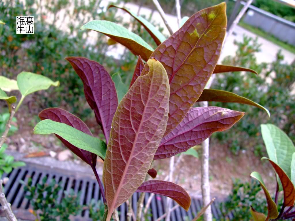 彩葉植物