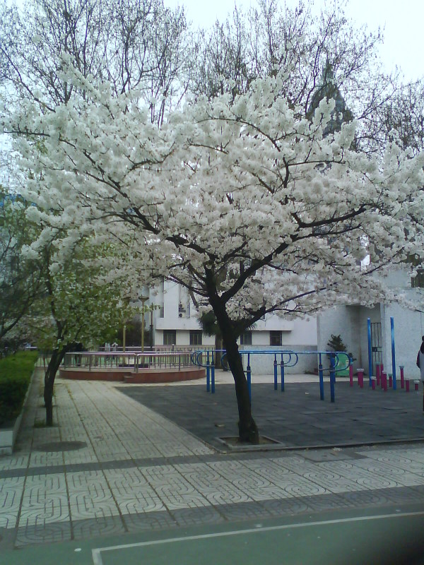 南京市第九中學(南京第九中學)