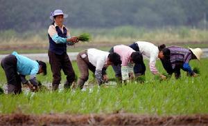 東雙溝鎮農業建設