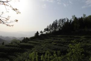 映馬雲池茶