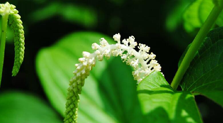 蜥尾草