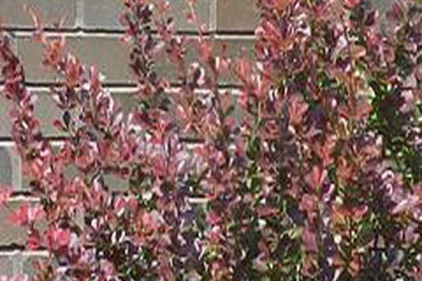 Berberis thunbergii f. atropurpurea \x27Atropurpurea Nana\x27