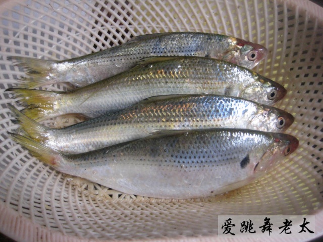 青背魚