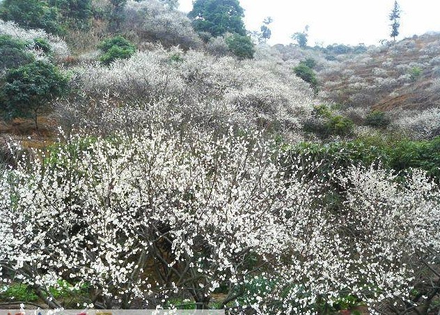 雪裡村富硒青梅