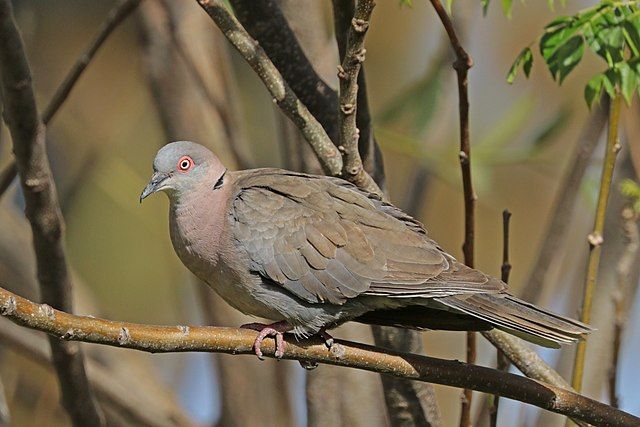 哀斑鳩