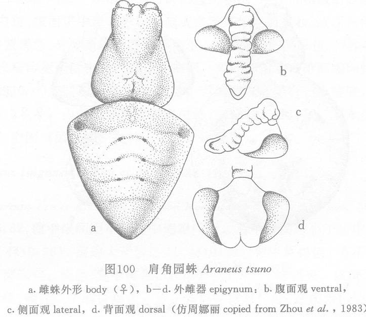 肩角園蛛