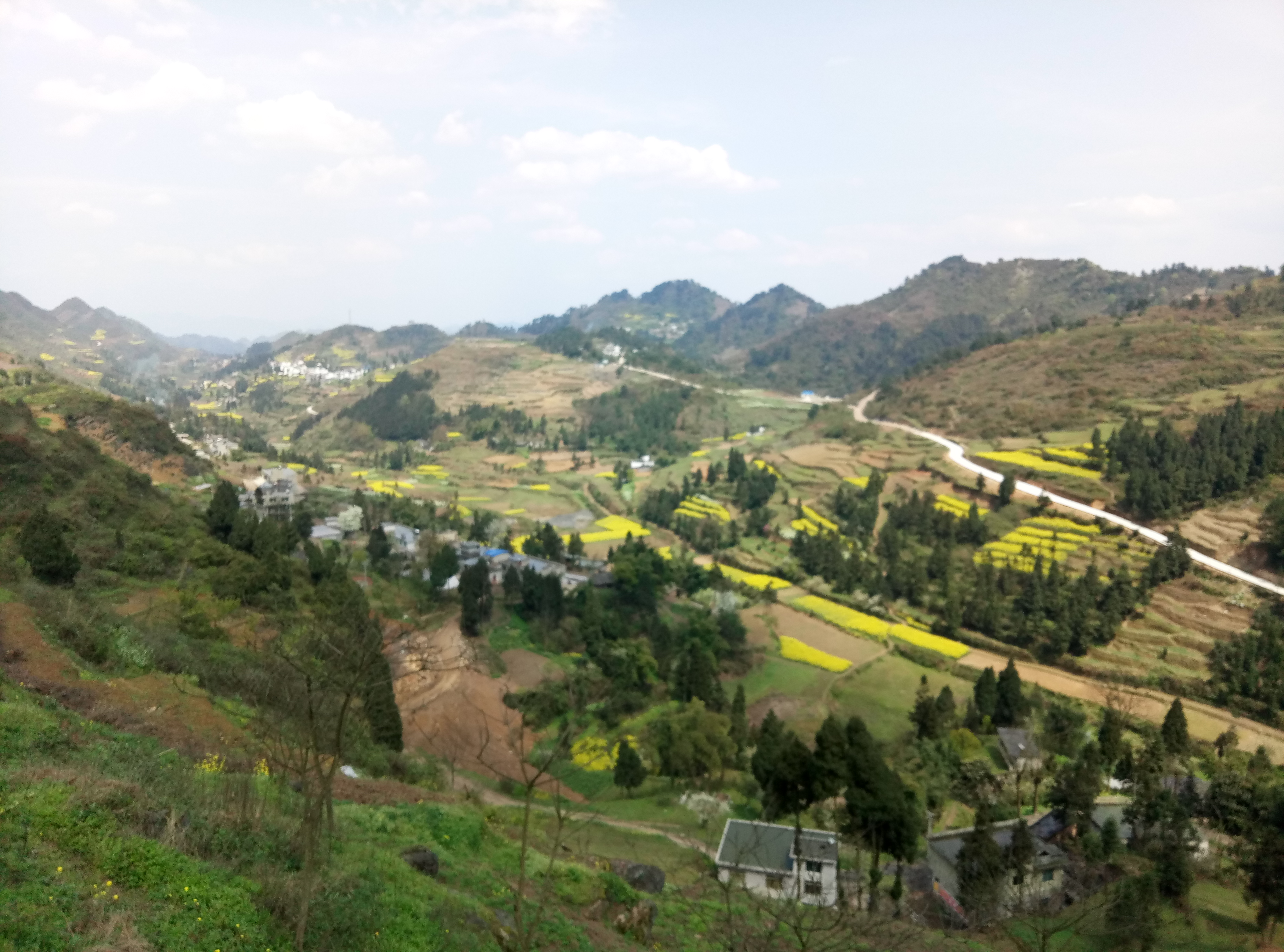 土城鎮金雞寺