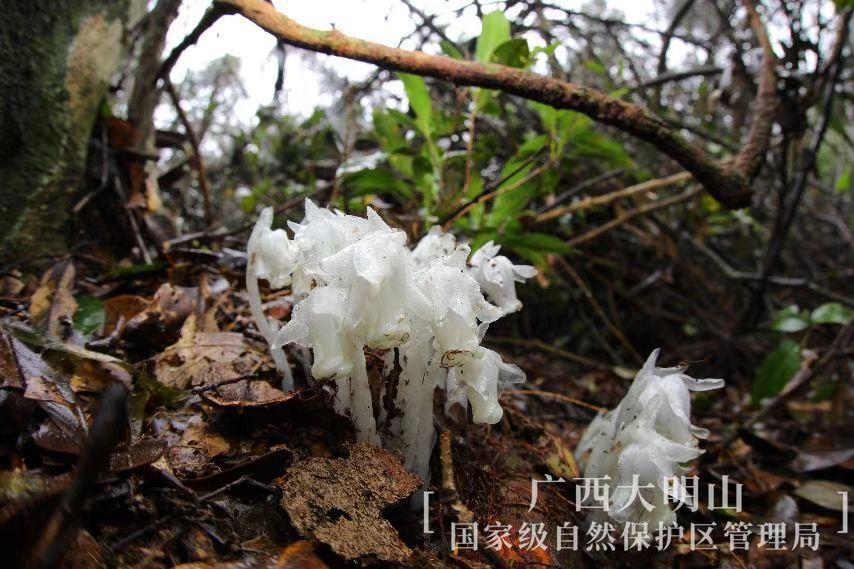 大果假水晶蘭