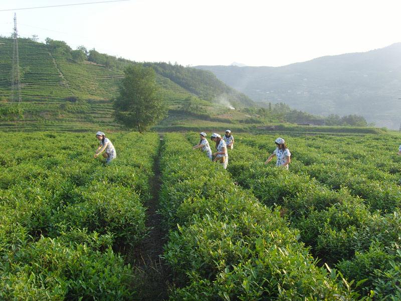 梅子貢茶