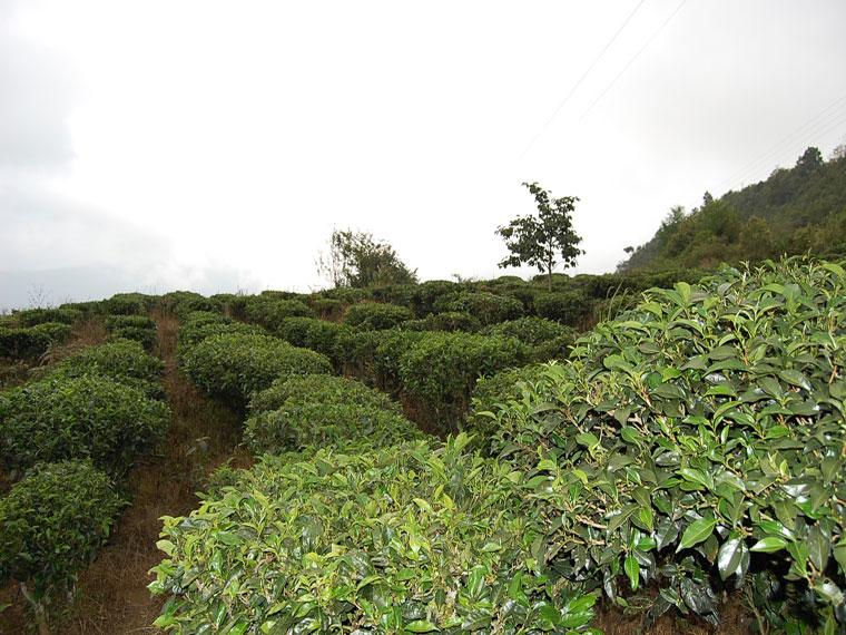 山門口自然村