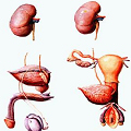 下垂性腎病