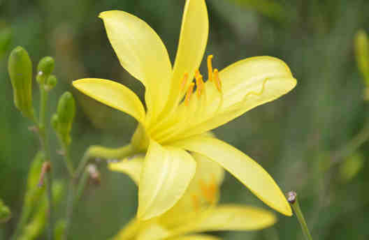 黃花菜食療